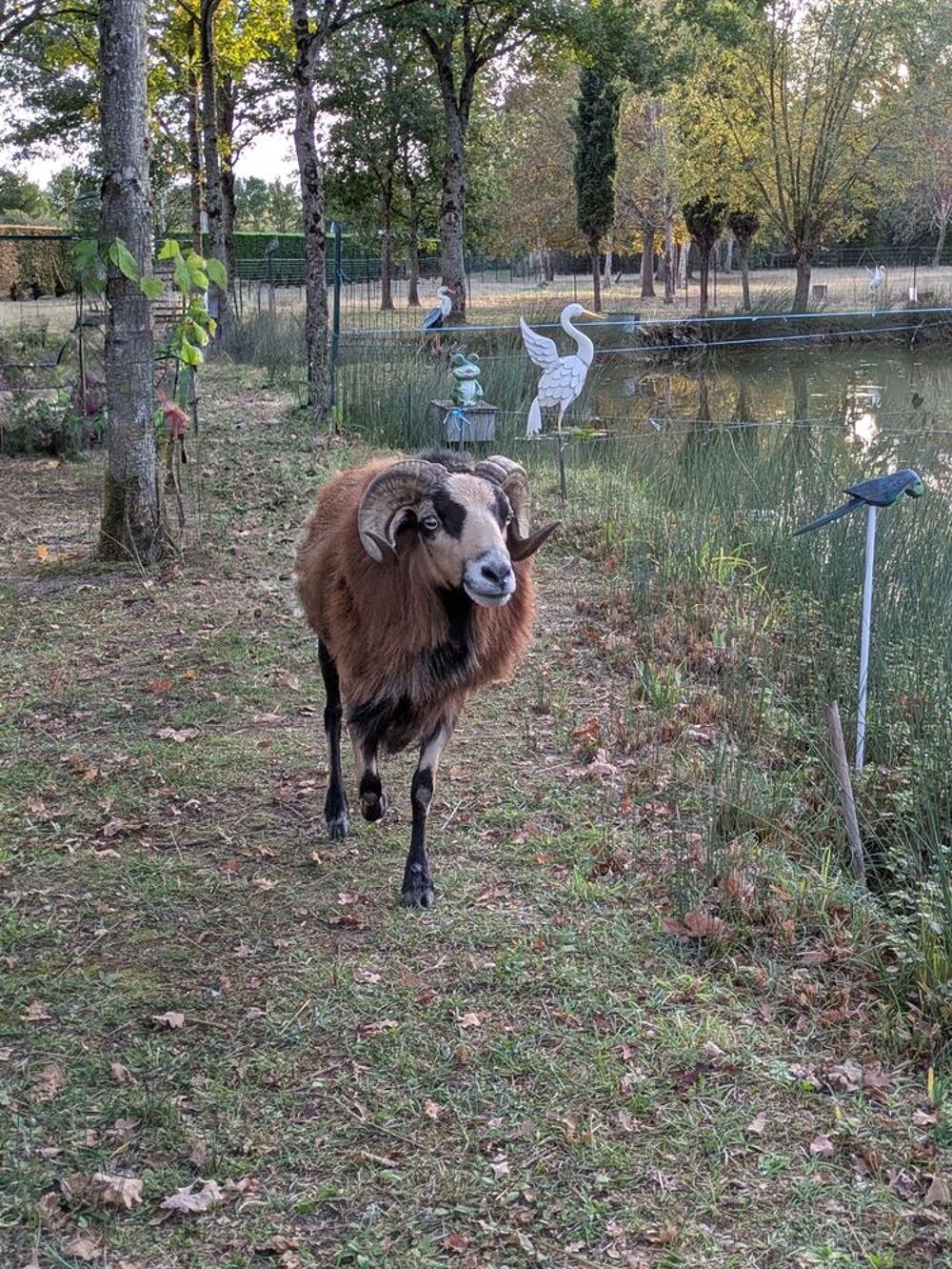   Mouton du Cameroun  