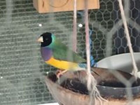   Calopsitte diamant de Gould mandarin 
