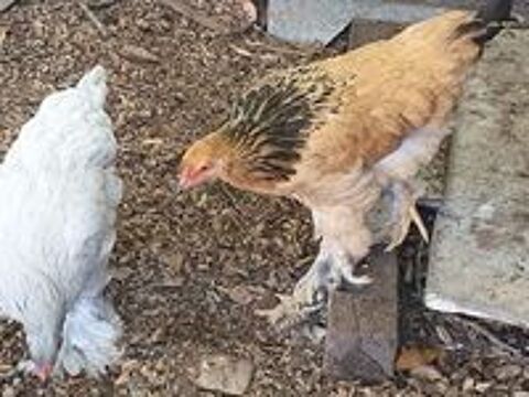   Poulets et poulettes BRAHMA 
