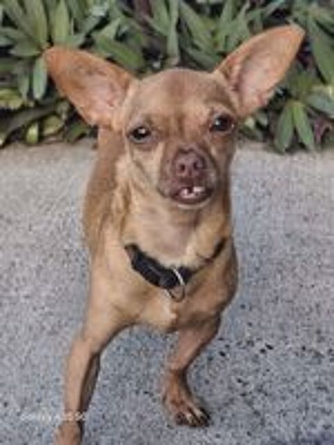   COCO, un petit chien tout mimi 