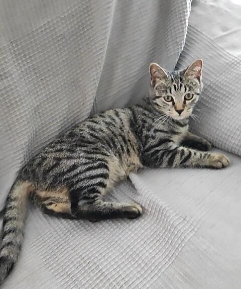 CLEO 230 27620 Gasny