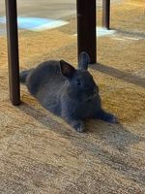   Lapin nain 