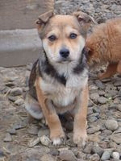   Vitanie � l'adoption 