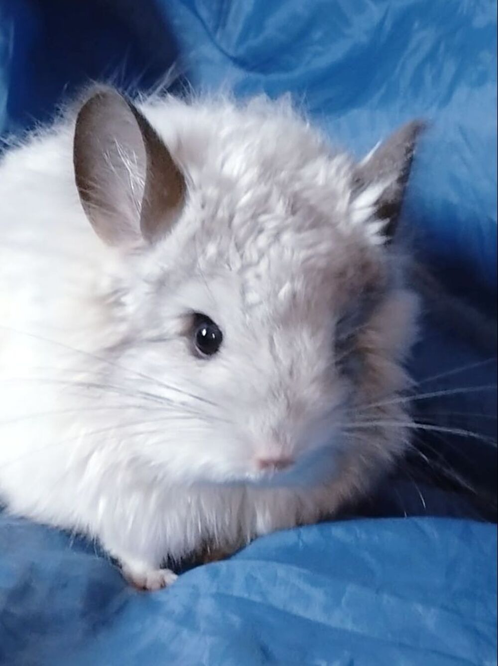   Chinchilla angora blanc 