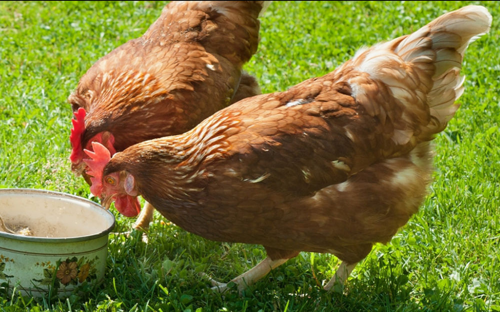   Poule fermière  