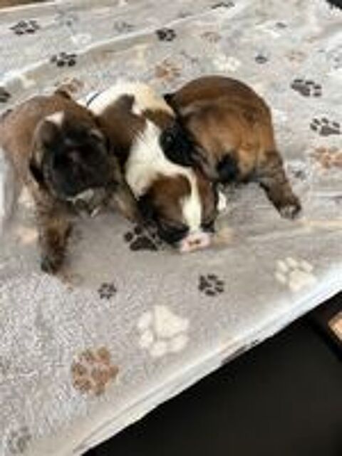   Bébés SHIH TZU  