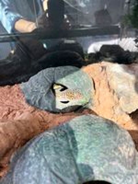   Couple Gecko Léopard + Terrarium 45/45/90 
