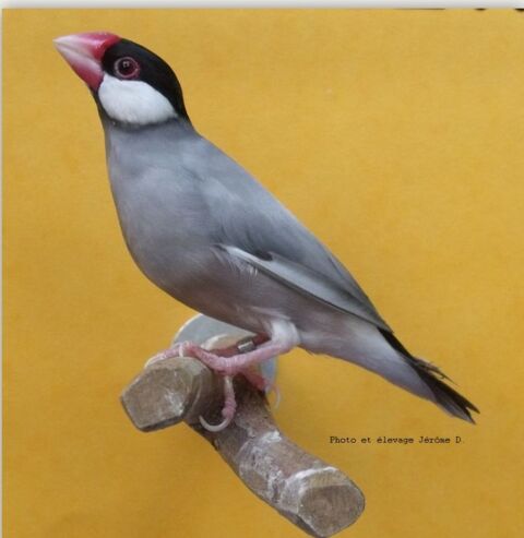 Padda panach&eacute;  est divers exotiques 0 74380 Nangy