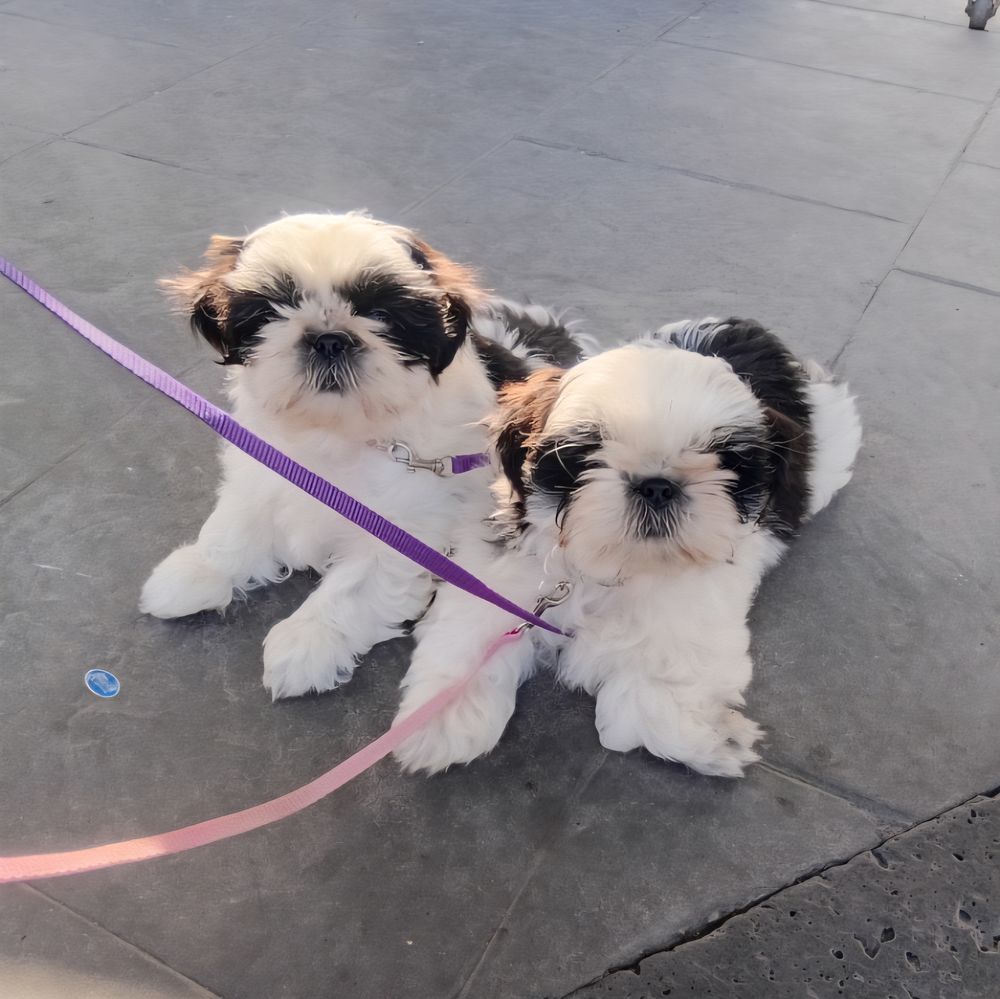   Bb shih tzu LOF au grau d' agde 0% consanguinité  