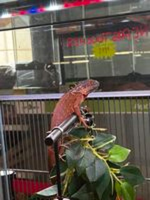   IGUANE 