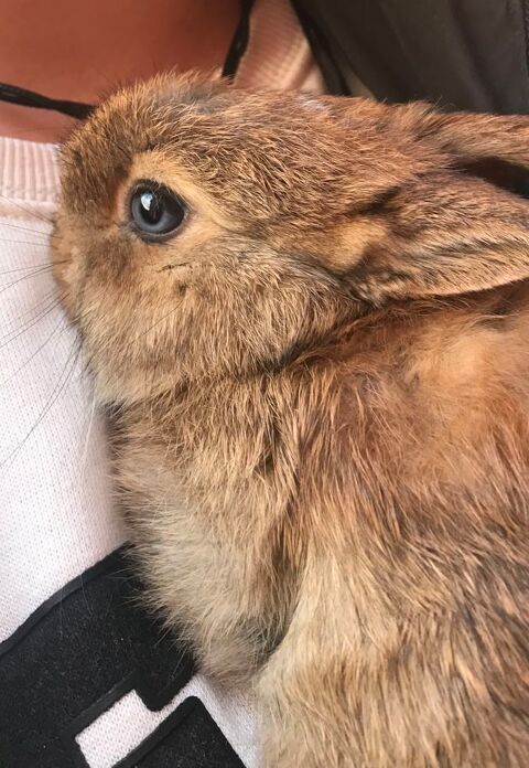 Adorable, lapin, nain à Venelles 13770 Venelles