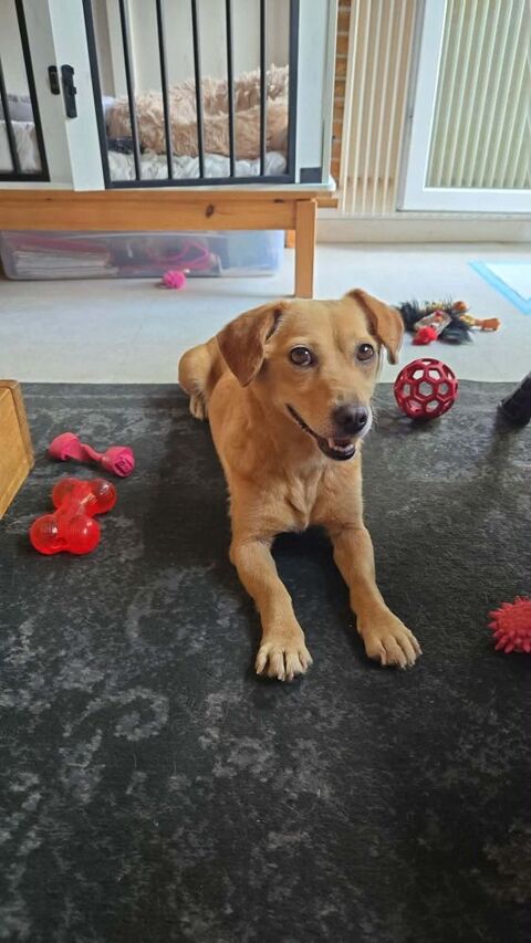 Winnie &agrave; l'adoption 331 94110 Arcueil
