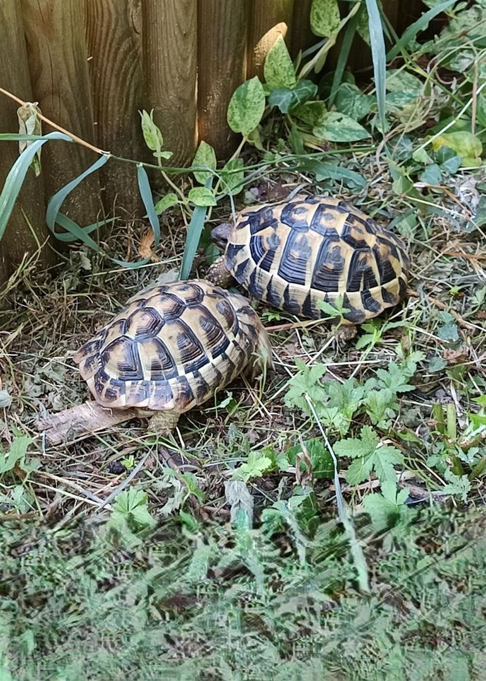   Perdu mes 2 tortues males aout 2025 