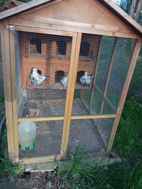 Pigeons de race diverses 12 81300 Graulhet