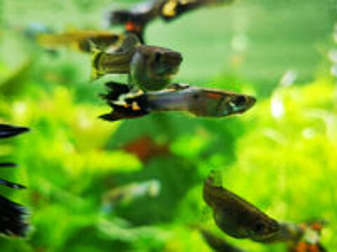   Poissons d'aquarium Guppys  