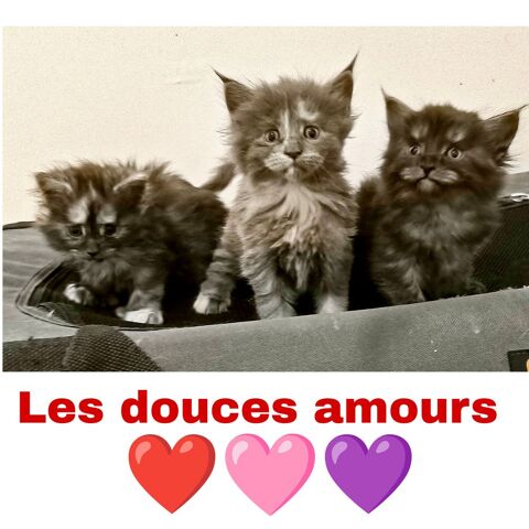 Maine coon polydactyle LOOF 1700 77460 Souppes-sur-loing