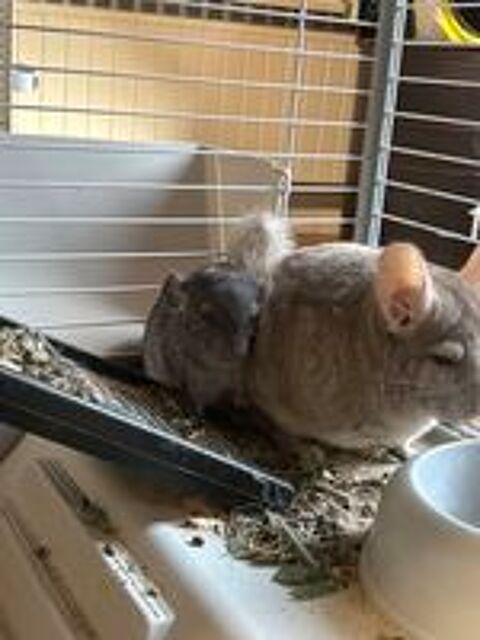   de petit chinchilla bb 