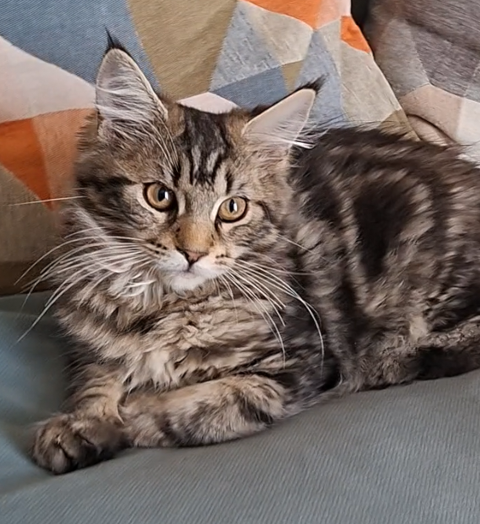chaton femelle Maine Coon LOOF 950 83000 Toulon