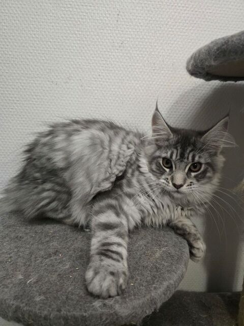 Maine Coon LOOF 1300 33140 Villenave-d'ornon