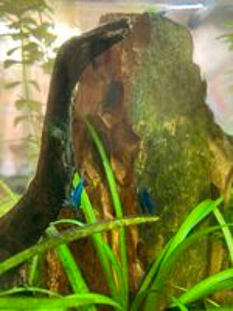   Crevettes aquarium  