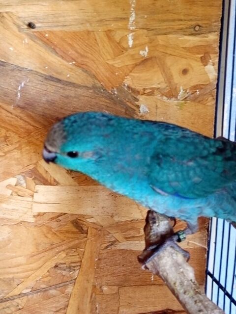 Kakariki 60 15210 Ydes