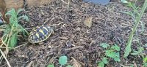   2 Jolie tortue de terre H, de 2 ans 