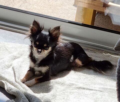 A placer femelle chihuahua  700 17000 La rochelle