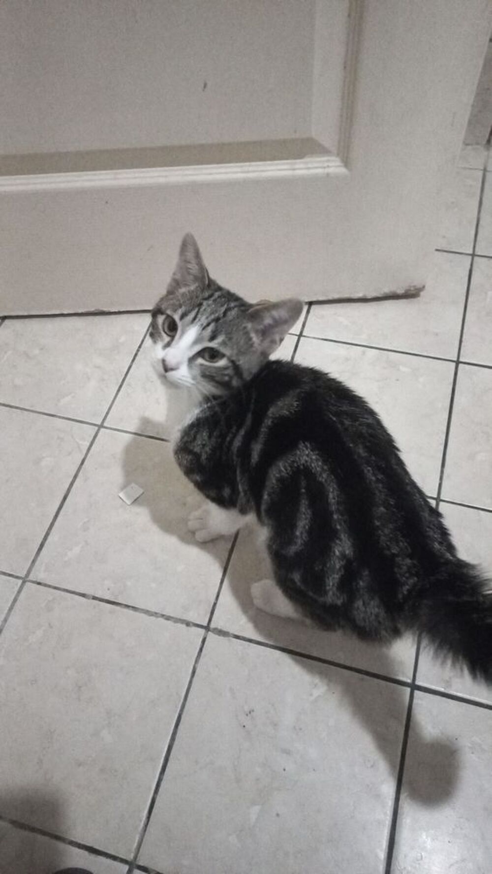  Je mon chat pour cause sant merci 