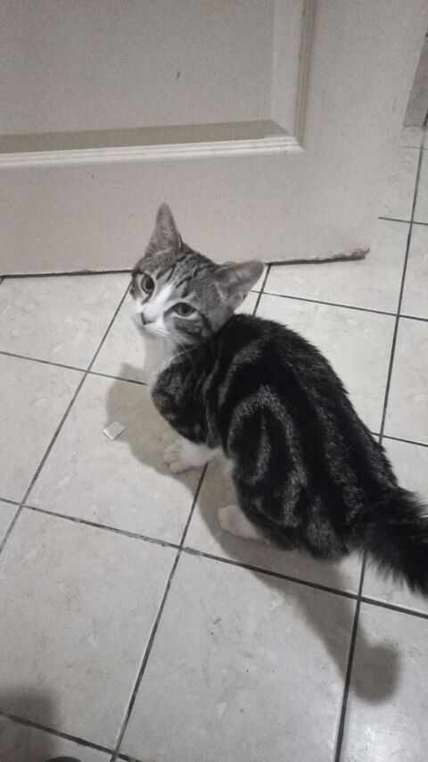 Je mon chat pour cause santé merci 700 06400 Cannes