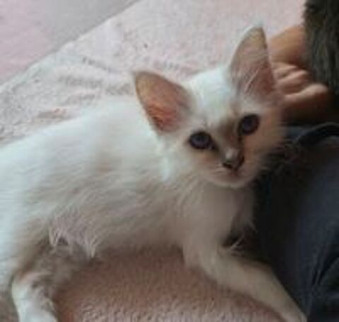    Biscotte, petite merveille Sacré de Birmanie, disponible 