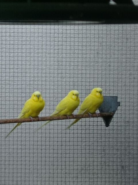 jeunes Perruches ann&eacute;e 2025 10 85190 Aizenay