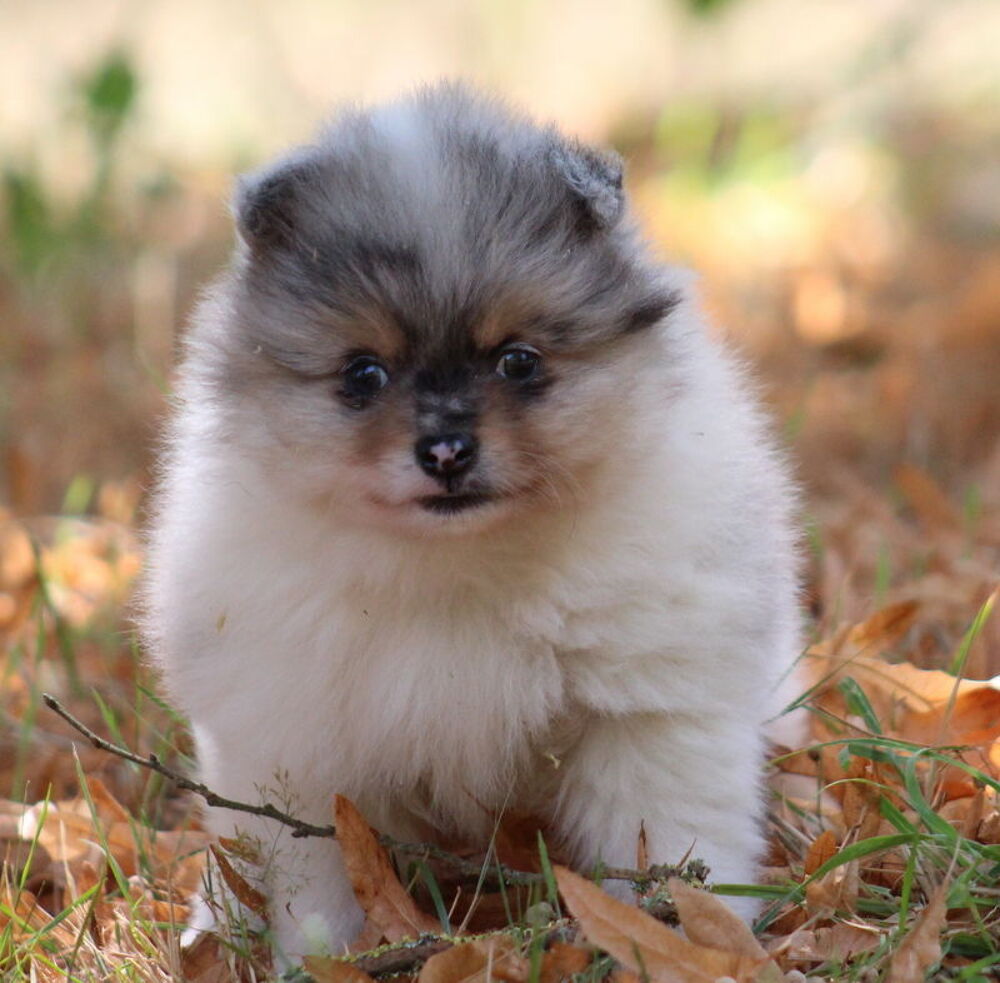   Chiot type Spitz Pomeranian Mâle Bleu merle tan et blanc 