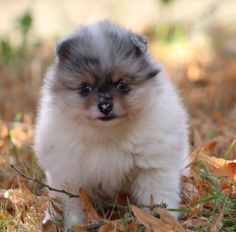 Chiot type Spitz Pomeranian M&acirc;le Bleu merle tan et blanc 1200 72200 Bazouges-sur-le-loir