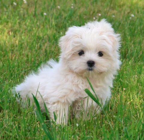 Adorable chiot bichon maltais m&acirc;le 800 82110 Lauzerte