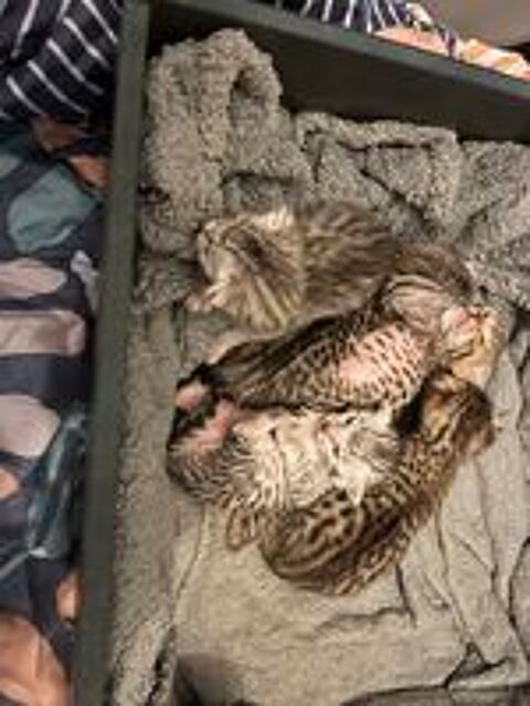   Mau égyptien croisé Bengal  