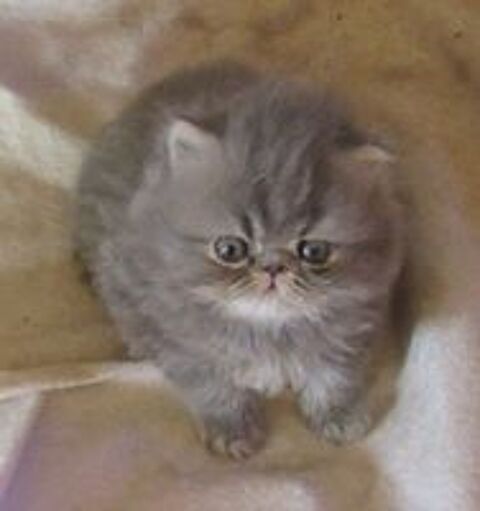   A RESERVER MAGNIFIQUE CHATON PERSAN MALE LOOF 