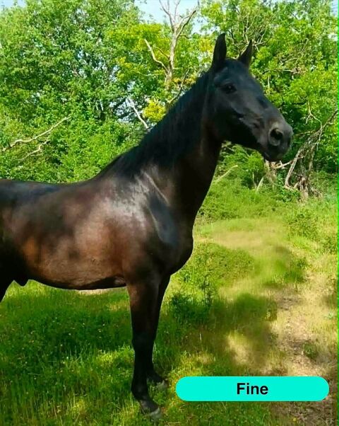 Fine, cheval &agrave; adopter 500 18800 Baugy