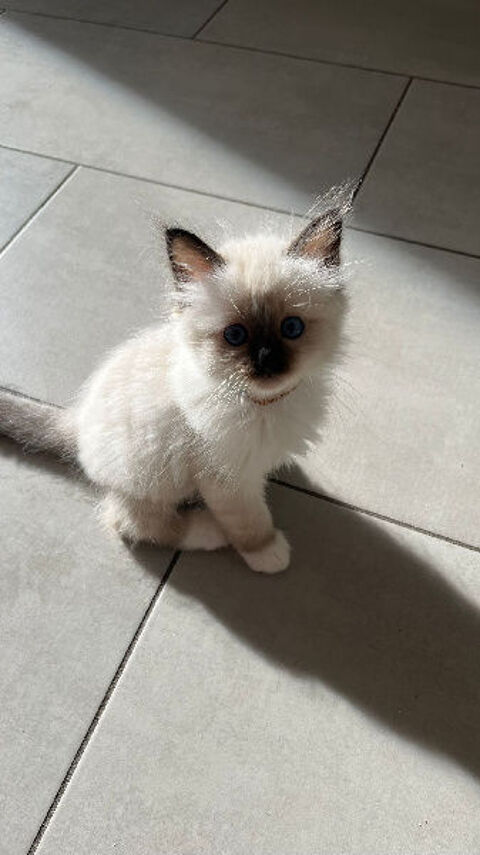 PETITS MIGNONS CHATONS SACRÉ DE BIRMANIE 0 91340 Ollainville