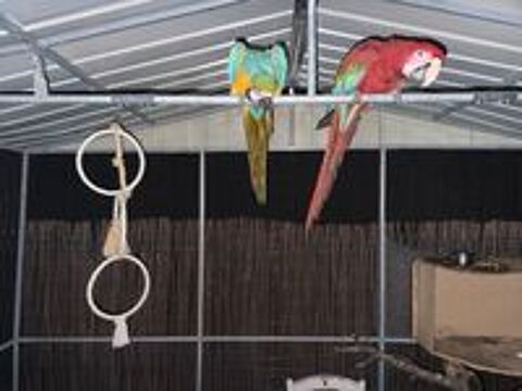   Couple ara ararauna et chloroptere  