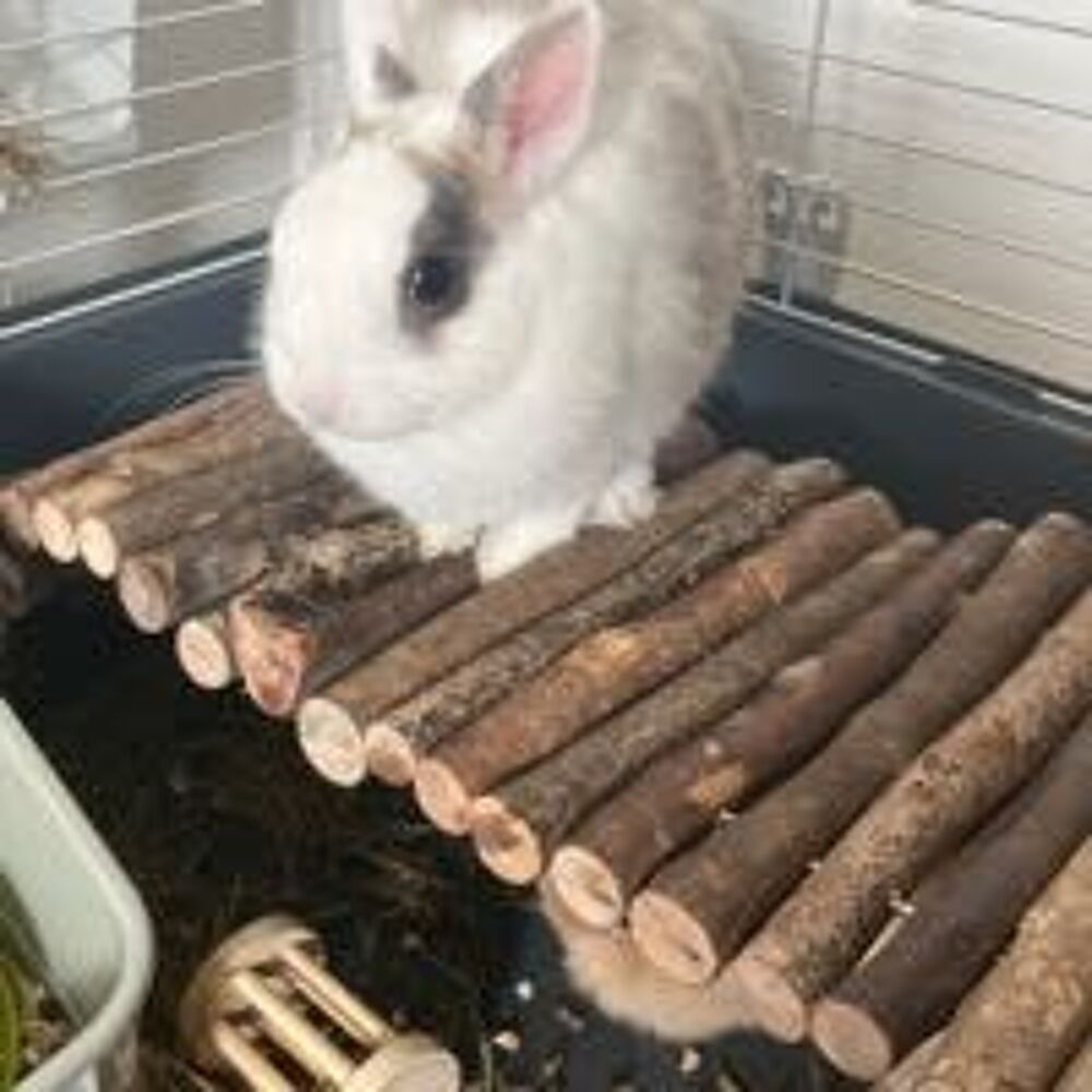   lapins 
