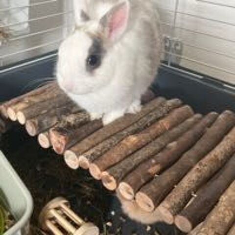 lapins 0 65000 Tarbes