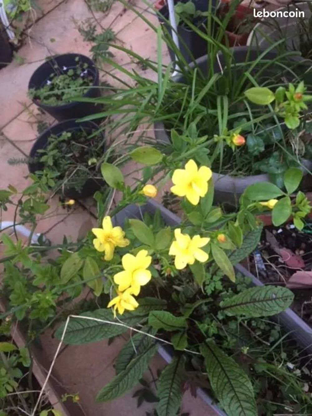 jasmin d hiver jaune grosses fleurs Jardin