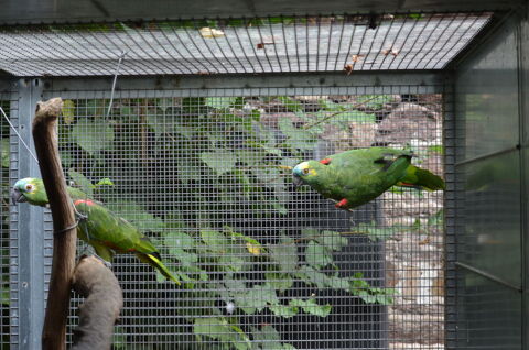 Couple amazones &agrave; front bleu  1500 35310 Br�al-sous-montfort