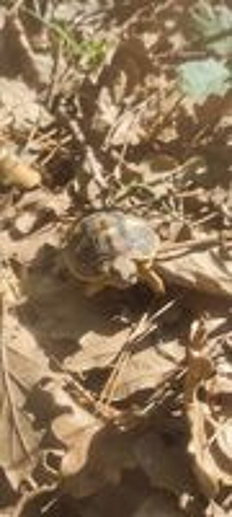   Bb tortues 