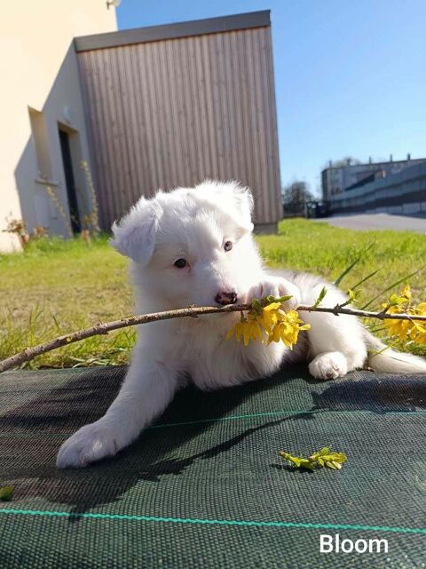 de chiots crois&eacute; berger Australien et border collie. 550 61600 La fert�-mac�