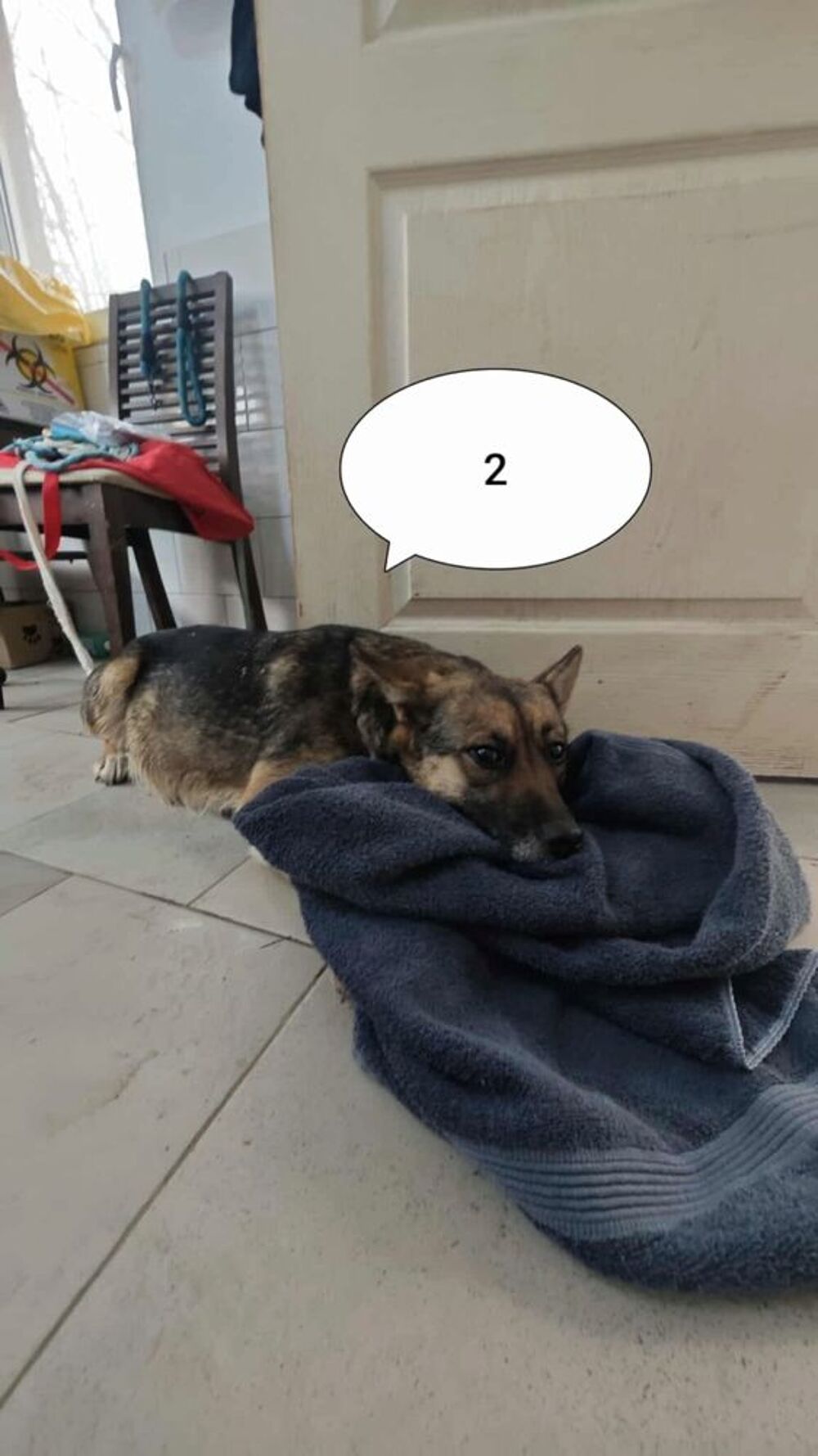   Adèle à l'adoption 