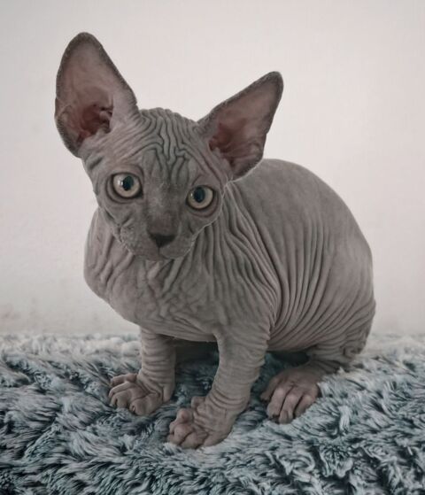 Tres belle femelle sphynx bleue 79800 Souvign