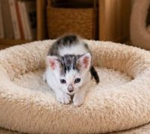   Chat ZIGGY à l adoption 