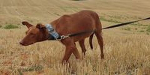   FUTUR, Podenco mâle, 2 ans et demi 