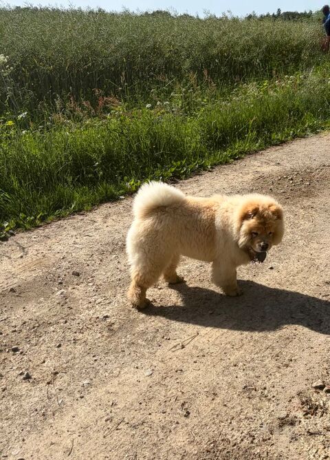 &Agrave; r&eacute;server 7 magnifiques Chow Chow 1800 35480 Saint-malo-de-phily